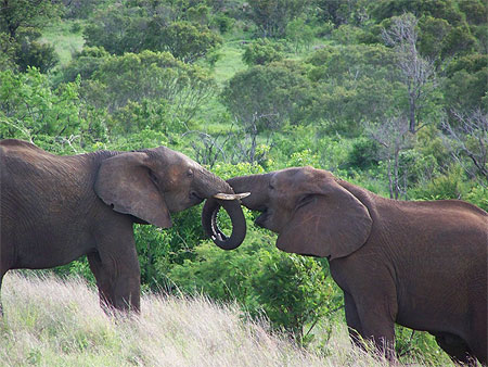 La grace des �l�phants