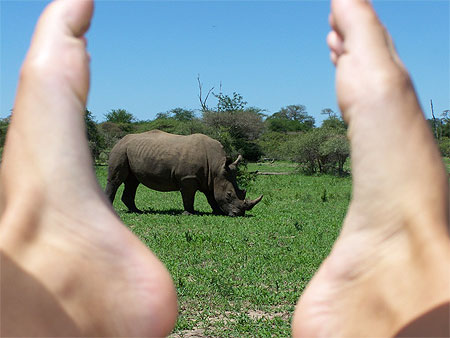 Un rhinoceros bien cadr�!