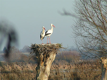 Les cigognes de la baie de Somme
