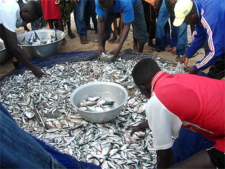 Poissons tr�s frais plage de Lom� au togo