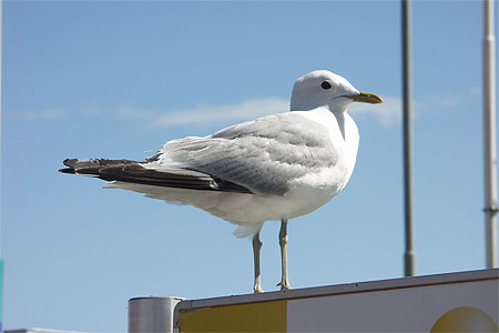 Mouette