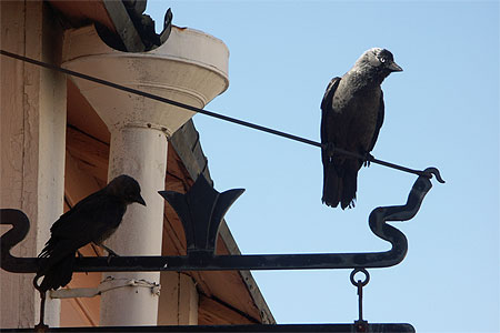 Oiseau � Porvoo
