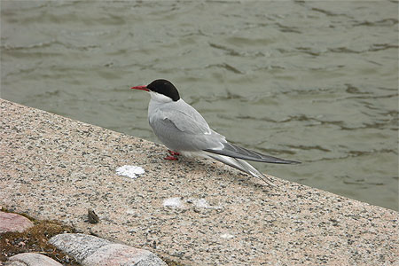 Sterne � Turku