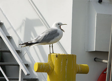 Mouette au port d'Helsinki