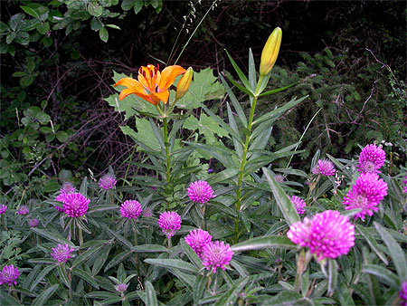 Bouquet naturel