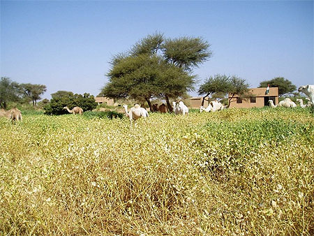 Chameaux devant l'�cole