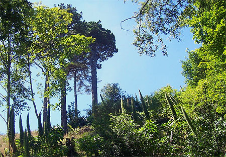 Jungle anglo-normande