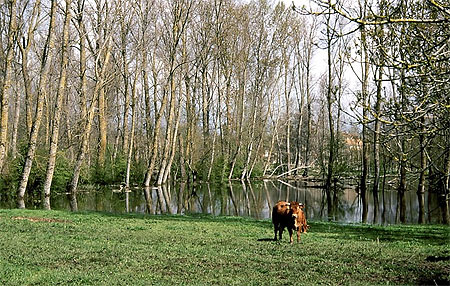 Des vaches dans le Marais Poitevin