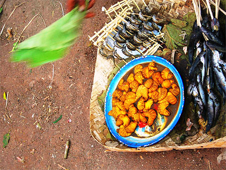 Nourritures vari�es : gros vers et poissons