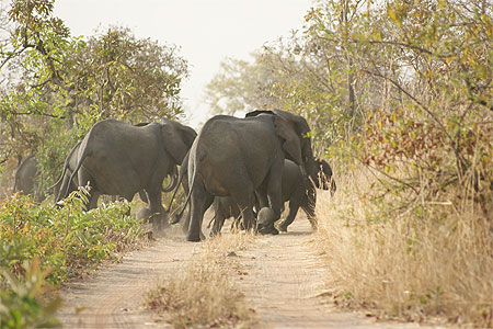 El�phants
