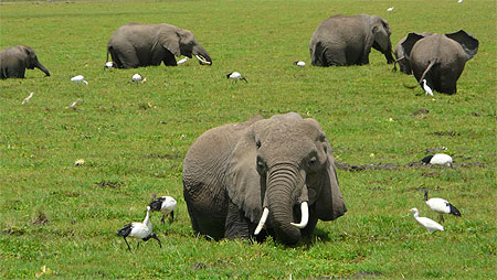 El�phants � table