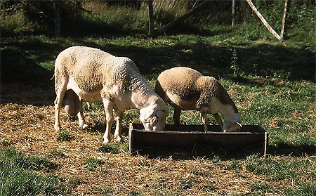 Deux moutons � Ar�ais