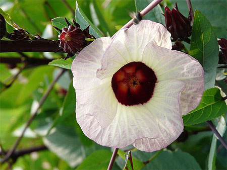 Fleur en Chine