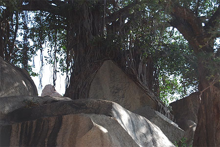 La roche et l'arbre