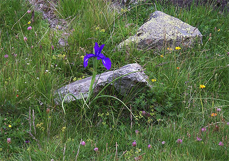 Iris des Pyr�n�es