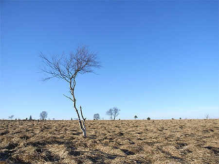Hautes Fagnes