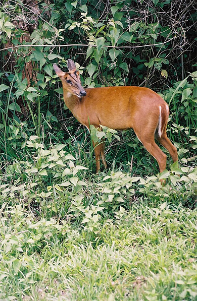 Un cervid�-Khao Yai National Park