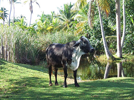 Vache en visite � l'h�tel Look�a Samana !