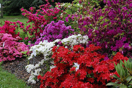 Popellsdorfer Scloss Garten