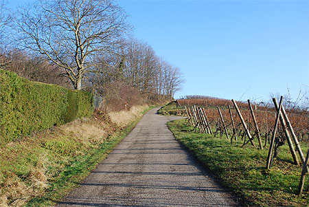 Promenade dans les vignobles