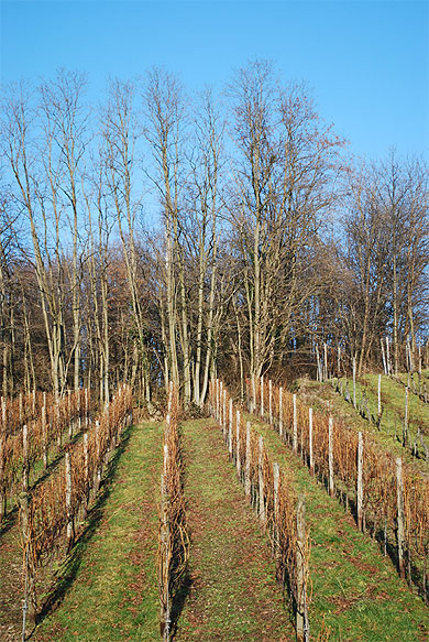 Les grands crus de Riquewihr