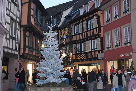 Sapin blanc