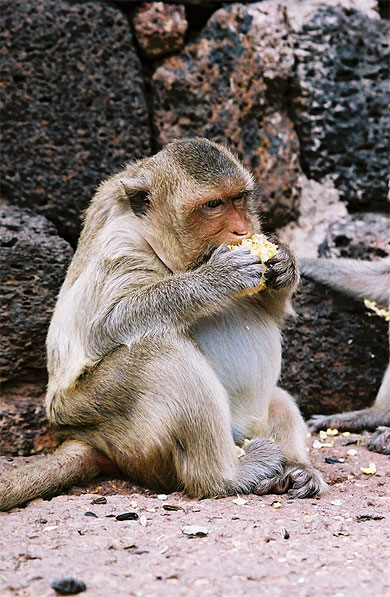 Gros macaque