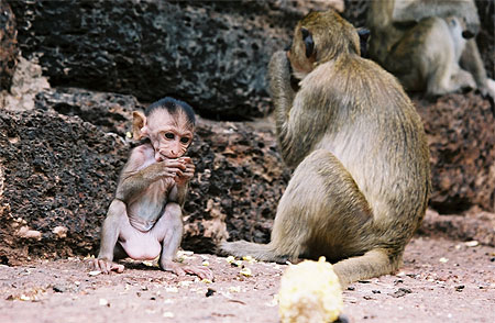 B�b� macaque