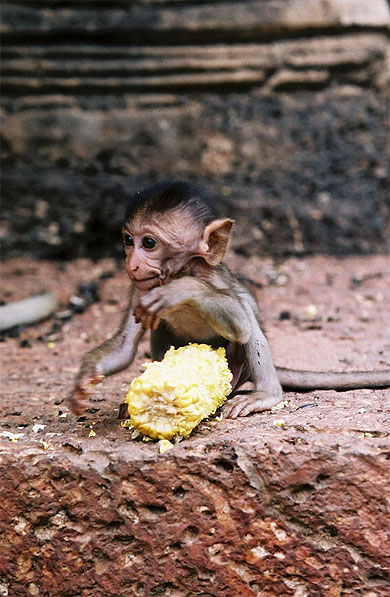 Le b�b� macaque