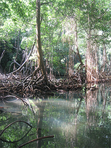 Magiques Mangroves