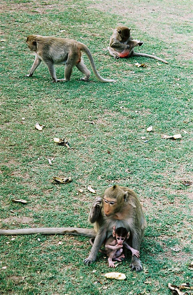 Les macaques