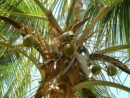 Sous les cocotiers