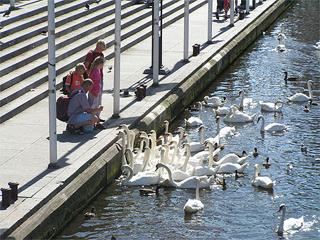 Enfants et cygnes