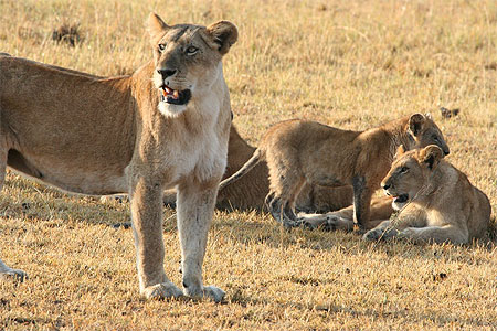 Lionne et lionceaux