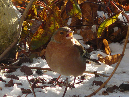 Le pinson dans la neige