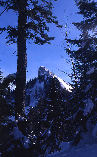 La Pinea