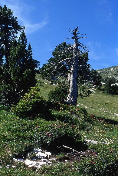 Jardin de Chartreuse