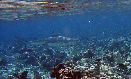 Requin pointe noire embudu