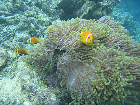 An�mone avec ses poissons clowns