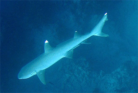 Requin pointe blanche   