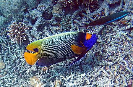 Poisson ange