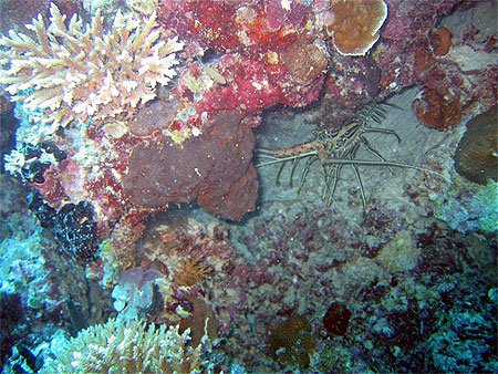 Langouste � 20 m