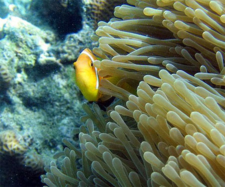 An�mone avec ses poissons clowns