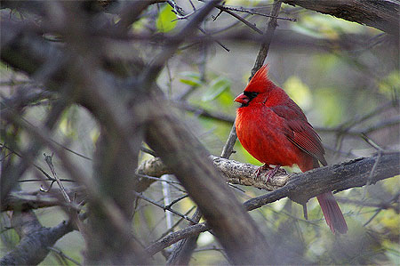 Rouge comme un cardinal
