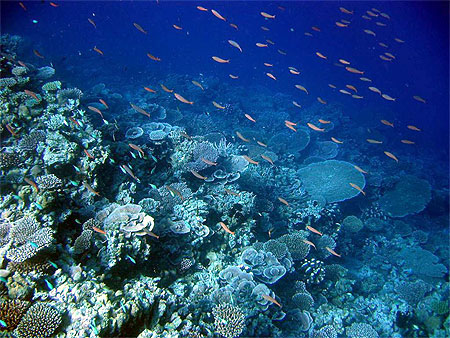 Beau corail sur le tombant