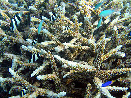 B�b�s poissons de 3 � 5 cm
