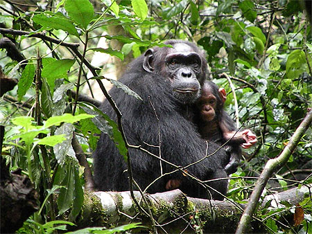 Maman chimpanz�e et son b�b�