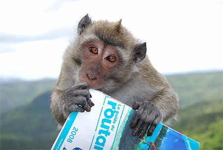 Le singe � Maurice