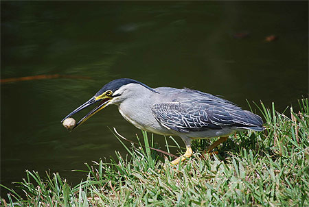 Oiseau