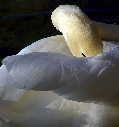 Cygne masqu�